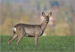 <p>SRNEC OBECNÝ (Capreolus capreolus) Šluknovsko - Jiříkov (European roe deer / Reh</p>
